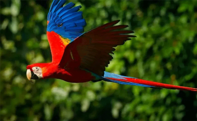 Read more about the article വലിയ ചിറകുകൾ ശക്തമായി വീശിയപ്പോൾ പേടിച്ച് താഴെ വീണു; അയൽവാസിയായ ഡോക്ടറുടെ പരാതിയിൽ തത്തയുടെ ഉടമസ്ഥന് 74 ലക്ഷം രൂപ പിഴ വിധിച്ചു