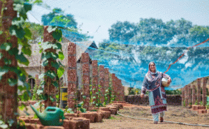 Read more about the article മുളിയാറിലെ പാറപ്പുറത്ത് വിളയുന്നു പാവലും പടവലവും