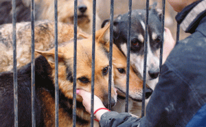 Read more about the article നായയെ വളർത്തുന്നവര്‍ പരിസരവാസികൾക്ക് ബുദ്ധിമുട്ടുണ്ടാക്കരുത്; നിർദ്ദേശങ്ങളുമായി മനുഷ്യാവകാശ കമ്മീഷൻ