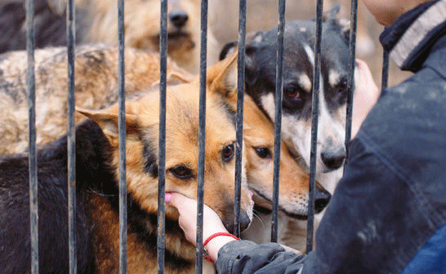 Read more about the article നായയെ വളർത്തുന്നവര്‍ പരിസരവാസികൾക്ക് ബുദ്ധിമുട്ടുണ്ടാക്കരുത്; നിർദ്ദേശങ്ങളുമായി മനുഷ്യാവകാശ കമ്മീഷൻ