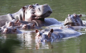 Read more about the article ചീറ്റകൾക്ക് പിന്നാലെ ഹിപ്പൊപ്പൊട്ടാമസുകളും ഇന്ത്യയിലേക്ക് എത്തുന്നു; കൊണ്ടുവരുന്നത് കൊളംബിയയിൽ നിന്നും