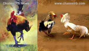 Read more about the article ഒരു കോഴിക്ക് 3640 രൂപ, അങ്കകോഴികളെ വിറ്റത് പൊന്നുവിലയ്ക്ക്; സര്‍ക്കാര്‍ ഖജനാവിലെത്തിയത് അരലക്ഷത്തിലേറെ