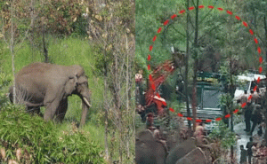 Read more about the article അവസാന നിമിഷം സസ്പെൻസ് പുറത്ത്; അരിക്കൊമ്പനെ മാറ്റുന്നത് ഈ വനമേഖലയിലേക്ക്; കുമളി പഞ്ചായത്തിൽ 144 പ്രഖ്യാപിച്ചു