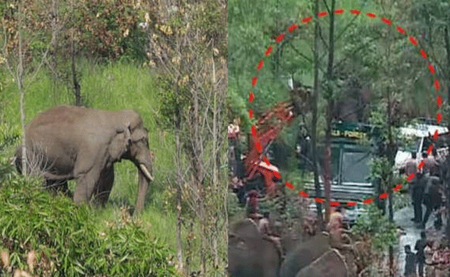 You are currently viewing അവസാന നിമിഷം സസ്പെൻസ് പുറത്ത്; അരിക്കൊമ്പനെ മാറ്റുന്നത് ഈ വനമേഖലയിലേക്ക്; കുമളി പഞ്ചായത്തിൽ 144 പ്രഖ്യാപിച്ചു