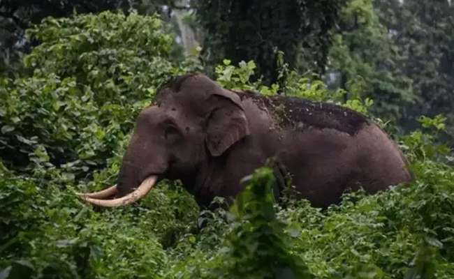 You are currently viewing അരിക്കൊമ്പന് റേഡിയോ കോളര്‍ അസമില്‍ നിന്നെത്തണം; ദൗത്യം ഈസ്റ്ററിന് ശേഷം മതിയെന്ന് ധാരണ