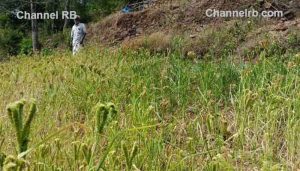 Read more about the article പണം വാരാനുള്ള കൃഷി ഇതാണ്; രണ്ട് സെന്റ് സ്ഥലം മതി, കാലാവസ്ഥയും വെള്ളവും കീടങ്ങളും പ്രശ്നമേ അല്ല, സബ്‌സിഡിയായി 12,000 രൂപയും കിട്ടും