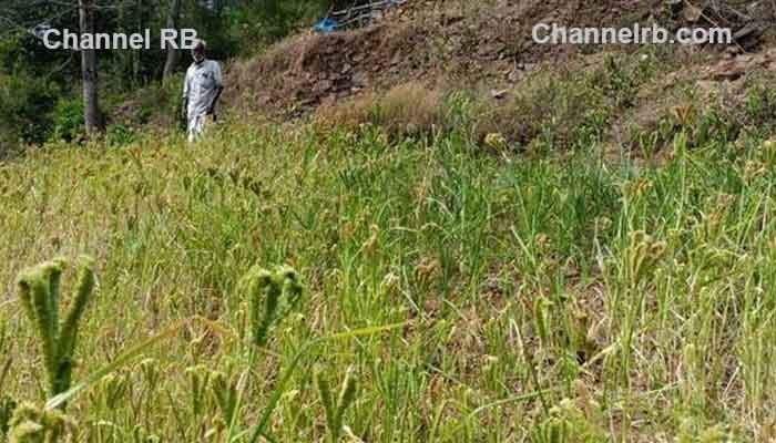 You are currently viewing പണം വാരാനുള്ള കൃഷി ഇതാണ്; രണ്ട് സെന്റ് സ്ഥലം മതി, കാലാവസ്ഥയും വെള്ളവും കീടങ്ങളും പ്രശ്നമേ അല്ല, സബ്‌സിഡിയായി 12,000 രൂപയും കിട്ടും