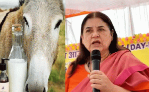 Read more about the article കഴുതപ്പാൽ കൊണ്ടുണ്ടാക്കുന്ന സോപ്പ് സ്ത്രീകളുടെ സൗന്ദര്യം വർദ്ധിപ്പിക്കും: ബി.ജെ.പി നേതാവ് മേനക ഗാന്ധി