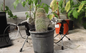 Read more about the article ചെടികൾ സങ്കടപ്പെടുമ്പോൾ സംസാരിക്കുകയും കരയുകയും ചെയ്യുന്നു; കണ്ടെത്തി ഗവേഷകര്‍