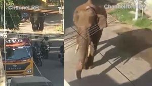 Read more about the article അരിക്കൊമ്പൻ ക്ഷീണിതൻ; മയക്കുവെടി വച്ച് പിടികൂടുന്നത് വൈകിയേക്കും,കമ്പത്തെ ജനവാസ മേഖലയിലും ടൗണിലും ഇറങ്ങി അക്രമാസക്തമായി