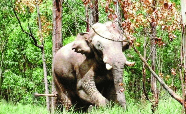 Read more about the article അരിക്കൊമ്പന്‍ ഷണ്മുഖ നദി ഡാമിൻ്റെ ജല സംഭരണിക്ക് സമീപത്തേക്ക്; പിടികൂടാൻ ആദിവാസി സംഘത്തെ നിയോഗിച്ച് തമിഴ്നാട് വനംവകുപ്പ്