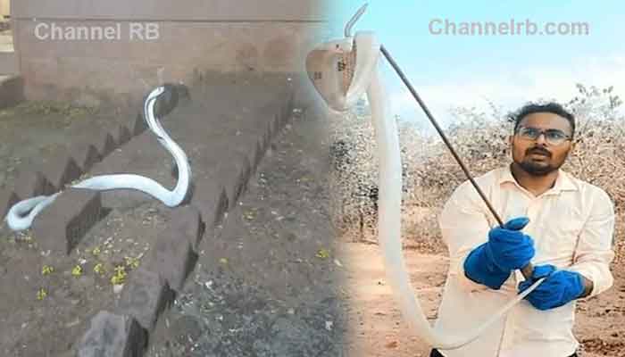 You are currently viewing ആല്‍ബിനോ കോബ്രകളുടെ സാന്നിധ്യം; കോയമ്പത്തൂര്‍ വനമേഖലയില്‍ വീണ്ടും വെള്ള നാഗത്തെ കണ്ടെത്തി, ഇത് മൂന്നാം തവണയാണ് പിടികൂടുന്നത്