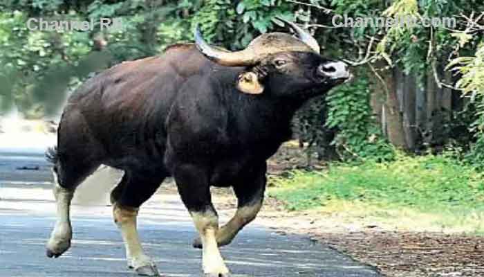 You are currently viewing കരടി പന്നി കാട്ടുപോത്ത് അക്രമത്തിൽ മരണം മൂന്ന്; കൊലയാളി കാട്ടുപോത്തിനെ വെടിവെച്ചു കൊല്ലും, പദ്ധതി നടപ്പാക്കാൻ ഒരുങ്ങി വനംവകുപ്പും പോലീസും