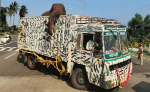 Read more about the article അരിക്കൊമ്പനെ കസ്റ്റഡിയിൽ സൂക്ഷിക്കണമെന്ന് മദ്രാസ് ഹൈക്കോടതി; വനത്തിൽ തുറന്നു വിടുമെന്ന നിലപാടിൽ തമിഴ്‌നാട് വനംവകുപ്പ്