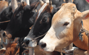 Read more about the article കാളകളെ കൊല്ലാമെങ്കിൽ പശുക്കളെ കൊല്ലുന്നതിൽ എന്താണ് പ്രശ്‌നം; ഗോവധ നിരോധന നിയമം പിൻവലിക്കാനൊരുങ്ങി കർണ്ണാടക