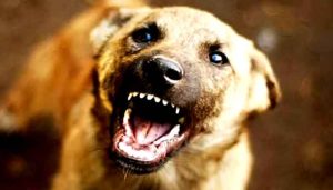 Read more about the article ഇടക്കിടെ കുരയ്ക്കുന്ന പട്ടി സ്നേഹികൾ എവിടെ.? ഒരു കുഞ്ഞിനെ കൊലക്ക് കൊടുത്തപ്പോൾ സമാധാനമായോ.? ഭരണ കർത്താക്കളെ ഇനിയെങ്കിലും നിങ്ങൾ ഉണരൂ..