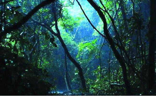 You are currently viewing കാസർകോട് ജില്ലയിൽ കാവ് സംരക്ഷണത്തിനുള്ള ധനസഹായം; അപേക്ഷ ക്ഷണിച്ചു