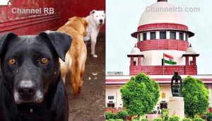 Read more about the article കണ്ണൂരിലെ നിഹാലിൻ്റെ മരണം; തെരുവുനായ പ്രശ്‌നം സുപ്രീം കോടതിയില്‍, നായ്ക്കളെ പിടികൂടാൻ ആരംഭിച്ചു