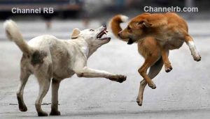 Read more about the article കേരളത്തിൽ ഇനി 6000 തെരുവുനായകൾ മാത്രം; കൊന്നൊടുക്കരുത്, സുപ്രീംകോടതിയിൽ ഹർജി