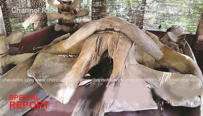 You are currently viewing തിമിംഗലത്തിൻ്റെ അസ്ഥികൂടം കണ്ടെത്തി; വനംവകുപ്പ് ഉദ്യോഗസ്ഥർ അന്വേഷണം തുടങ്ങി