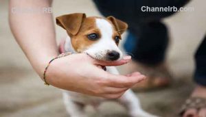 Read more about the article ശ്രദ്ധിക്കുക; നായ കടിച്ചാല്‍ ആദ്യത്തെ അഞ്ചു മിനിട്ടിനുള്ളില്‍ ഇക്കാര്യങ്ങള്‍ ഉറപ്പായും ചെയ്യണം