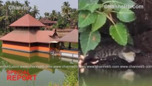 Read more about the article അനന്തപുരം തടാക ക്ഷേത്രത്തില്‍ വീണ്ടും മുതലയെത്തി; മുമ്പ് ബബിയ മുതല കഴിഞ്ഞിരുന്ന കുളത്തിലെ മടയ്ക്കുള്ളില്‍ തന്നെയാണ് പുതിയ മുതലയും