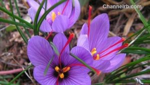 Read more about the article കേരളത്തില്‍ ആദ്യമായി കുങ്കുമം പൂത്തു; കാശ്‌മീരില്‍ വിളയുന്ന കുങ്കുമം ഇനി മലയാള നാട്ടിലും