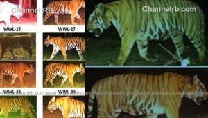 Read more about the article നരഭോജി കടുവയെ തിരിച്ചറിഞ്ഞു; വെടിവെച്ച് കൊല്ലാനുള്ള നടപടികളുമായി മുന്നോട്ട് പോകാൻ നിർദേശം: വനംമന്ത്രി