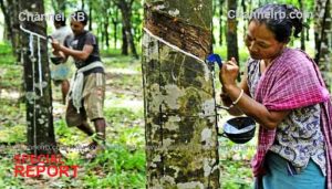 Read more about the article റബ്ബര്‍ കര്‍ഷകരുടെ ആവശ്യങ്ങളോട് മുഖം തിരിച്ചും കേന്ദ്രം; കേരളത്തിൻ്റെ ആവശ്യങ്ങള്‍ പരിഗണനയില്‍ ഇല്ലെന്ന് കേന്ദ്രം