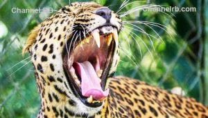 Read more about the article പന്തല്ലൂരില്‍ മൂന്ന് വയസുകാരിയെ കൊന്ന പുലി പിടിയിൽ; രണ്ട് തവണ മയക്കുവെടി വച്ചു