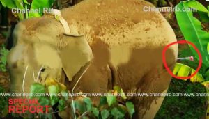 Read more about the article റേഡിയോ കോളര്‍ ഘടിപ്പിച്ച കർണാടക വനത്തിലെ ആന വയനാട്ടില്‍ ഭീതിപരത്തി; മയക്കുവെടി വെച്ചു, മാനന്തവാടിയില്‍ നിരോധനാജ്ഞ