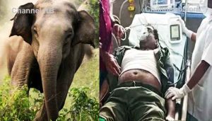 Read more about the article കാട്ടാന ആക്രമണത്തിന് ഇരയായ ഫോറസ്‌റ്റ്‌ വാച്ചർ മരണത്തിന് കീഴടങ്ങി; വന്യജീവി ആക്രമണങ്ങൾ തടയാൻ സമഗ്ര നയം വേണമെന്ന് ഹൈക്കോടതി, അമിക്കസ് ക്യുറിയെ നിയമിക്കാൻ നിർദേശിച്ചു