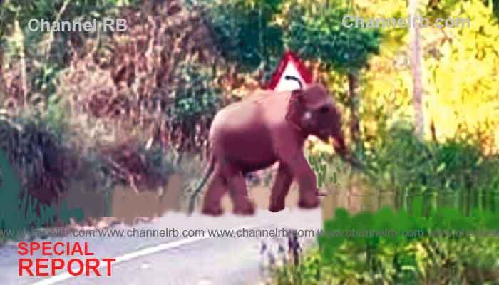 You are currently viewing പാണത്തൂര്‍ പരിയാരത്ത് പ്ലാൻ്റെഷന്‍ തൊഴിലാളികള്‍ക്ക് നേരെ കാട്ടാനക്കൂട്ടം പാഞ്ഞടുത്തു; മരത്തില്‍ ഓടി കയറിയതിനാല്‍ രക്ഷപ്പെട്ടു