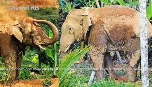 Read more about the article തണ്ണീർ കൊമ്പൻ്റെ മരണകാരണം ഹൃദയാഘാതം; പോസ്റ്റുമോർട്ടം പൂർത്തിയായി, തുടയിലെ ആഴത്തിലുള്ള മുറിവിൽ പഴുപ്പും അണുബാധയും