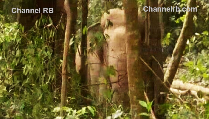 You are currently viewing ‘ബേലൂര്‍ മഗ്ന’ക്ക് തെരച്ചില്‍ നാലാം ദിനത്തില്‍; വിദ്യാഭ്യാസ സ്ഥാപനങ്ങള്‍ അവധി, അടിക്കാടാണ് ദൗത്യത്തിന് വെല്ലുവിളി ആകുന്നതെന്ന് വനംവകുപ്പ്