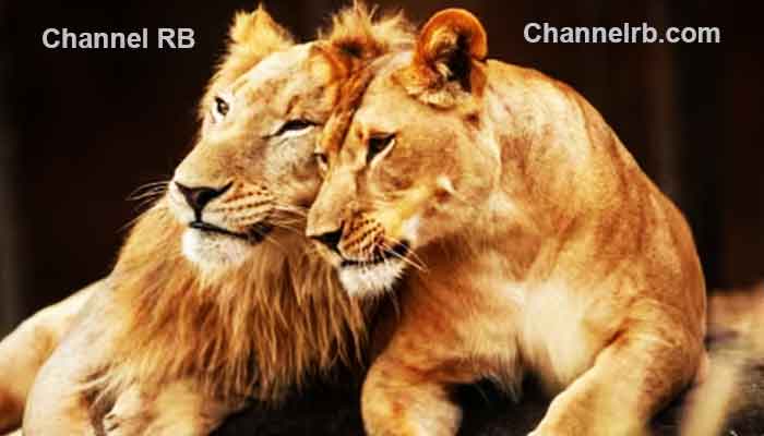 You are currently viewing അക്ബറിനെയും സീതയെയും ഒരുമിച്ച്‌ പാര്‍പ്പിക്കരുത്; സിംഹങ്ങളുടെ താമസത്തിന് എതിരെ ഹര്‍ജിയുമായി വിശ്വഹിന്ദു പരിഷത്ത്