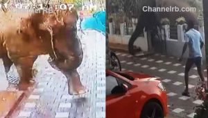 Read more about the article മാനന്തവാടിയില്‍ ആനയെ മയക്കുവെടി വെക്കാനായില്ല; ആനയുടെ സഞ്ചാരം നിരീക്ഷിച്ച് വനംവകുപ്പ്