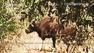 Read more about the article അമ്പലത്തറയിലും മടിക്കൈയിലും നാട്ടുകാരെ പരിഭ്രാന്തിയിൽ ആക്കിയ കാട്ടുപോത്ത്; മയക്കുവെടി വെച്ചു, വന്യജീവികൾ നാട്ടിൽ ഇറങ്ങുന്നത് വനംവകുപ്പിന് തലവേദനയായി