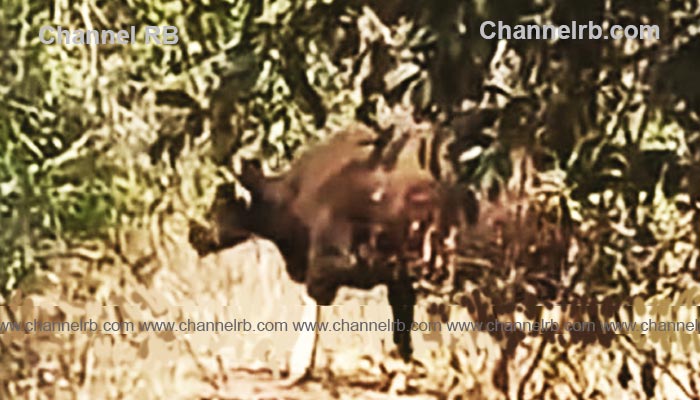 You are currently viewing അമ്പലത്തറയിലും മടിക്കൈയിലും നാട്ടുകാരെ പരിഭ്രാന്തിയിൽ ആക്കിയ കാട്ടുപോത്ത്; മയക്കുവെടി വെച്ചു, വന്യജീവികൾ നാട്ടിൽ ഇറങ്ങുന്നത് വനംവകുപ്പിന് തലവേദനയായി