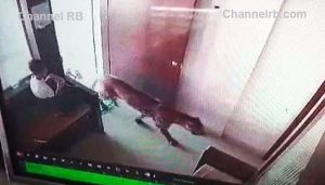 Read more about the article മുറിയില്‍ കയറിയ പുള്ളിപ്പുലിയെ കെണിയിലാക്കി പതിമൂന്നുകാരന്‍; ധൈര്യത്തെ പ്രശംസിച്ച്‌ സമൂഹ മാധ്യമങ്ങള്‍