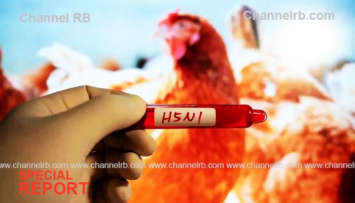 You are currently viewing രോഗം ബാധിക്കുന്നവരില്‍ പകുതിയോളം പേര്‍ മരണത്തിന് കീഴടങ്ങിയേക്കും; കോവിഡിനേക്കാള്‍ നൂറ് മടങ്ങ് ഗുരുതരം, പക്ഷിപ്പനിയുടെ പുതിയ വകഭേദത്തെ കുറിച്ച്‌ മുന്നറിയിപ്പ്