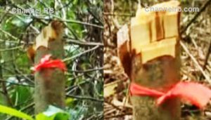 Read more about the article പൊന്‍മുടിയില്‍ കൂടുതല്‍ മരങ്ങള്‍ മുറിച്ചത് വനംവകുപ്പിൻ്റെ ശ്രദ്ധയില്‍പ്പെട്ടില്ല; മുറിച്ച മരങ്ങളുടെ കൃത്യമായ കണക്കുമില്ല