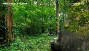 Read more about the article വനമേഖലയിൽ അസ്ഥികൂടം കണ്ടെത്തി; ആഴ്ചകളോളം പഴക്കമുള്ളതിനാൽ തിരിച്ചറിയാനായിട്ടില്ല; കാണാതായവരെ കുറിച്ച് അന്വേഷണം തുടങ്ങി പോലീസ്