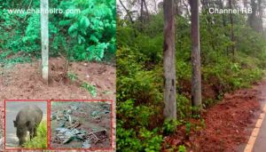 Read more about the article ജനവാസ മേഖലയിൽ പന്നികളുടെ വിളയാട്ടം; സ്‌കൂൾ കുട്ടികൾക്കും കാൽനട യാത്രക്കാർക്കും ഭീഷണി, പ്രദേശവാസികൾ ഭീതിയിൽ