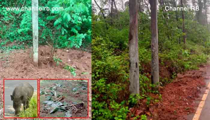 You are currently viewing ജനവാസ മേഖലയിൽ പന്നികളുടെ വിളയാട്ടം; സ്‌കൂൾ കുട്ടികൾക്കും കാൽനട യാത്രക്കാർക്കും ഭീഷണി, പ്രദേശവാസികൾ ഭീതിയിൽ