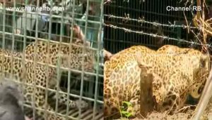 Read more about the article മയക്കുവെടിവെച്ച് കൂട്ടിലാക്കിയെങ്കിലും പുലി ചത്തു; പോസ്റ്റുമോർട്ടത്തിന് ശേഷം മാത്രമേ മരണകാരണം വ്യക്തമാകൂ എന്ന് അധികൃതർ; ഉദ്യോഗസ്ഥർക്ക് പിഴവ് സംഭവിച്ചോ.?