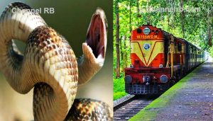 Read more about the article നിലമ്പൂര്‍- ഷൊര്‍ണ്ണൂര്‍ പാസഞ്ചറില്‍ യുവതിയെ പാമ്പ് കടിച്ചുവെന്ന സംശയം; ആയുര്‍വേദ ഡോക്ടര്‍ ആശുപത്രിയില്‍, റെയില്‍വേ അന്വേഷണം ആരംഭിച്ചു
