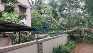 Read more about the article നാരംപാടിയിൽ മരം കടപുഴകി വീണ് വൻ അപകടം; വീടിൻ്റെ മേൽക്കൂരയും പത്തോളം വൈദ്യുതി പോസ്റ്റും തകർന്നു