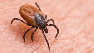 Read more about the article പരിശോധനാഫലം പോസിറ്റീവായി; 15 വയസുകാരന് ചെള്ള് പനി സ്ഥിതീകരിച്ചു