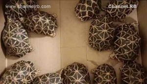 Read more about the article വിദേശത്തേക്ക് കടത്താൻ ശ്രമിച്ച നക്ഷത്ര ആമകളുമായി യുവാവ് വിമാനത്താവളത്തിൽ പിടിയിൽ